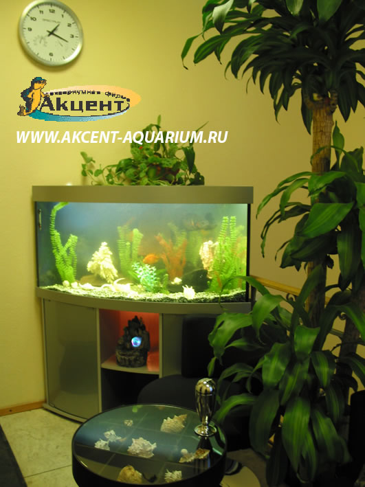 Акцент-аквариум,аквариум угловой 270 литров с гнутым передним стеклом,в офисе